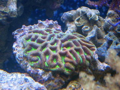 Goniastrea Metallic Green_large.jpg