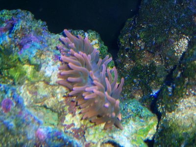 Saltwatertank 108.jpg