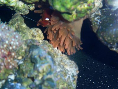 Saltwatertank 109.jpg