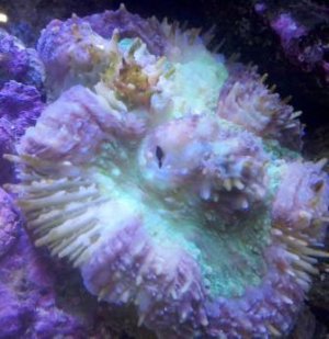 Coral ID 3 - redux.jpg