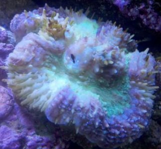 Coral ID 4-redux.jpg