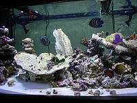 Fish%20Tank%202011%20006.jpg