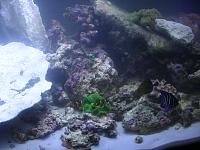 The%20New%20Tank%20017.jpg