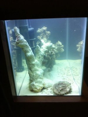 ImageUploadedByTapatalk1305057623.340316.jpg