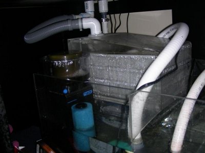 Fish%20Tank%202011%20014.jpg