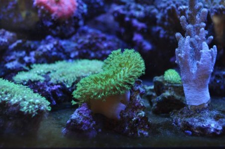 japanese green sarco.jpg