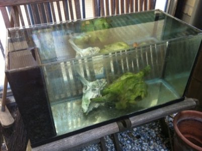 ImageUploadedByTapatalk1307106035.827618.jpg ImageUploadedByTapatalk1307106035.827618.jpg