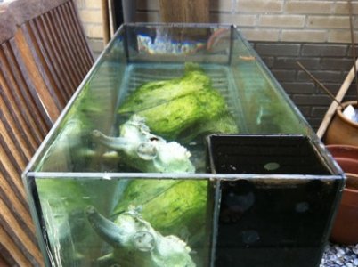 ImageUploadedByTapatalk1307106064.911301.jpg ImageUploadedByTapatalk1307106064.911301.jpg