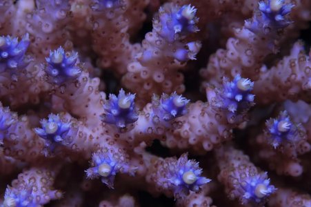 Acropora sp. Blue tips beige base.jpg