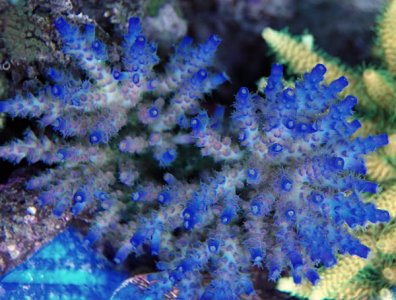 Acropora sp. bluetipped.jpg
