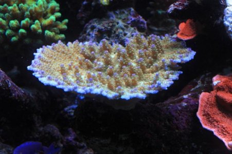 Acropora sp..jpg