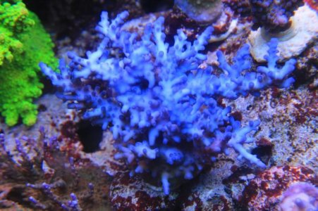 Blue Acropora sp..jpg