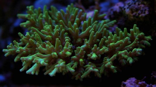 Green %22plating%22 Acropora sp..jpg