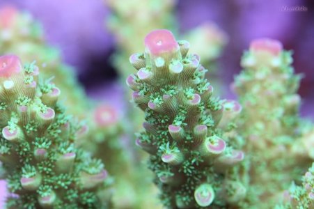 Green and pink acropora.jpg