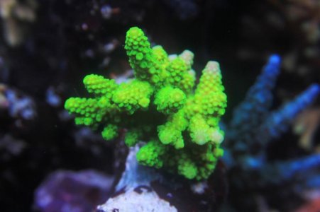 Neon Green Acropora.jpg