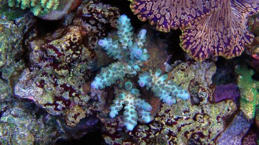 Unknown Acropora sp..jpg