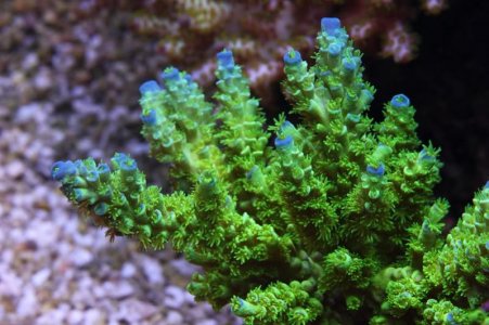 Unknown SPS, G w: Blue Tips.jpg