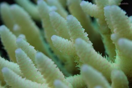Yellow acropora.jpg