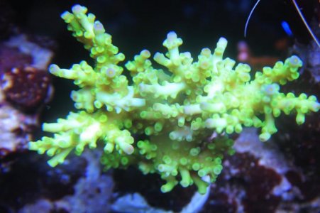 Yellow:Bright Green Acropora.jpg