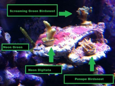 four new sps 6-3-2011.jpg
