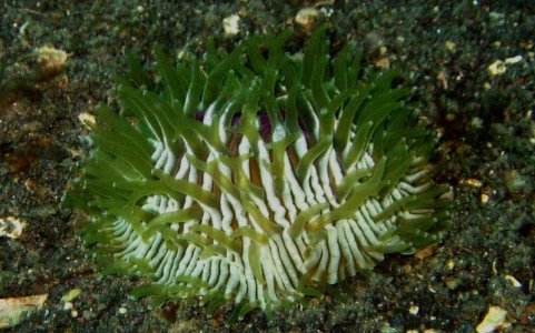 Fungia sp..jpg