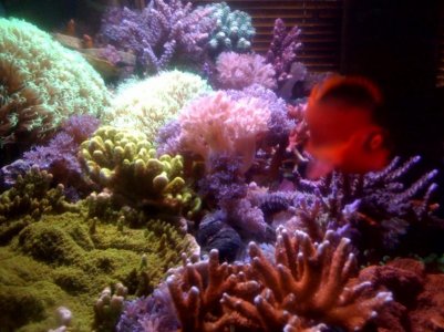 reef.jpg