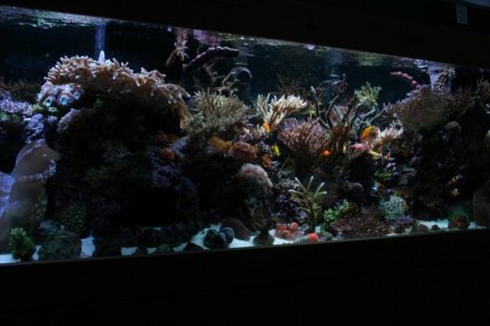 new tank 028.jpg
