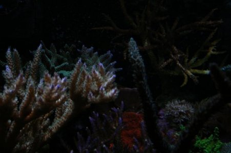 new tank 021.jpg