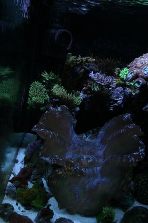 new tank 002.JPG