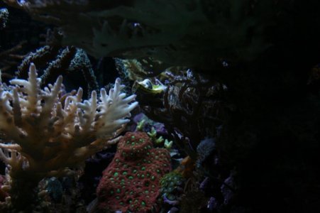 new tank 032.jpg