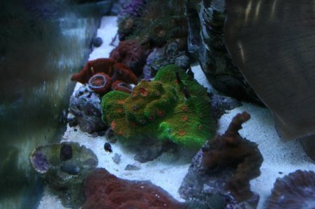 new tank 033.jpg