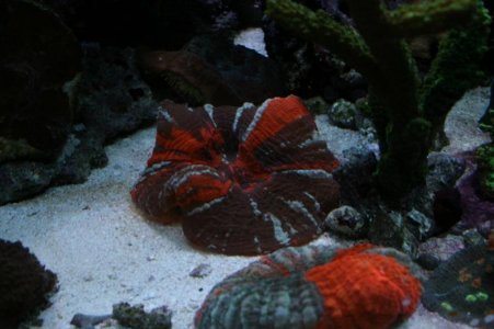 new tank 029.jpg