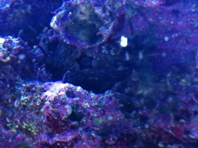 IMG_0455.jpg IMG_0455.jpg