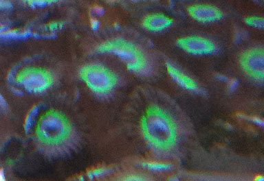 green purple eye zoa.jpg