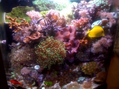 reef1.jpg
