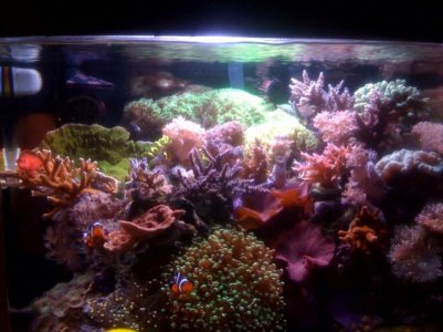 reef2.jpg