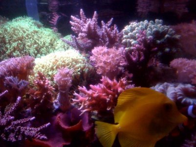 reef8.jpg