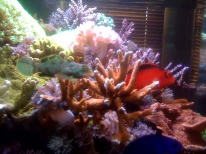 reef9.jpg