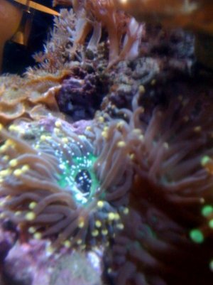 reef7.jpg
