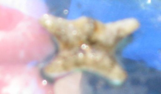 unknow starfish.jpg