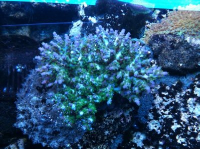 bellina 06-08-11.jpg
