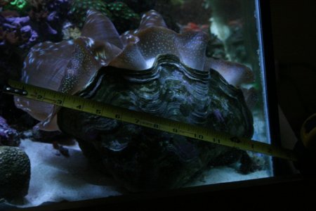 new tank pics new 001.JPG