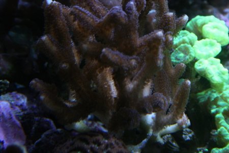 new tank pics new 016.JPG