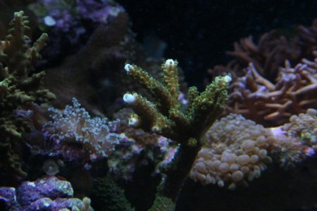 new tank pics new 012.JPG