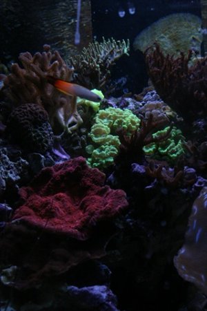 new tank pics new 004.JPG