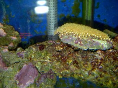 Mount Pearl-20110515-00054.jpg