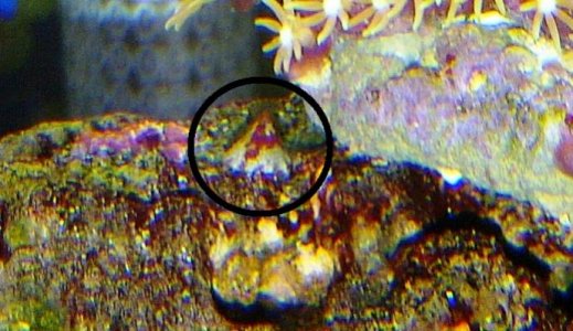 Mount Pearl-20110515-00054.jpg