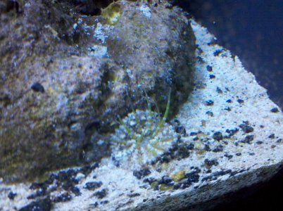 anenome hitch hiker.jpg