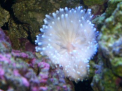 Saltwatertank 110.jpg