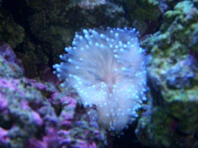 Saltwatertank 112.jpg